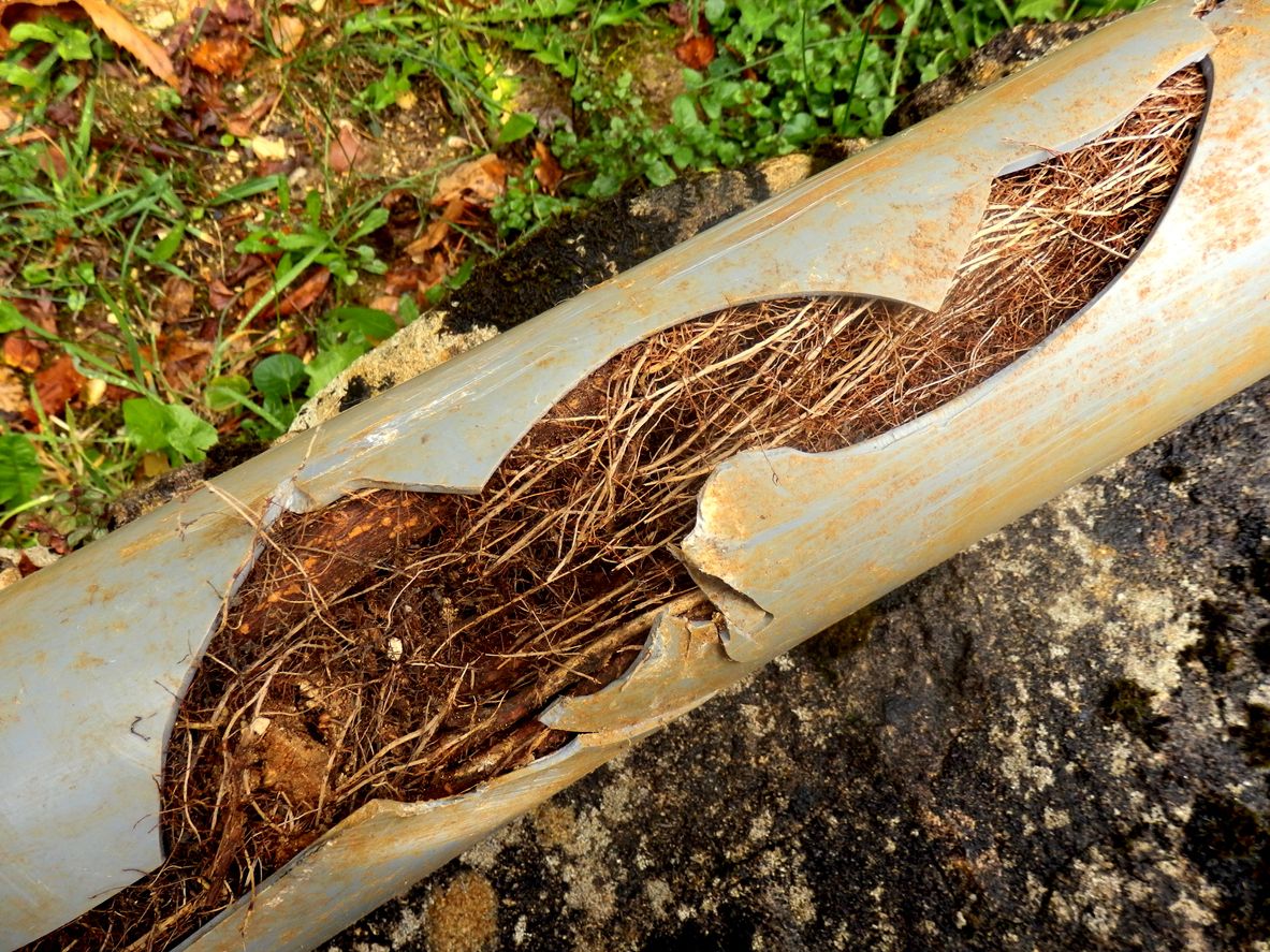 Intrusive Roots